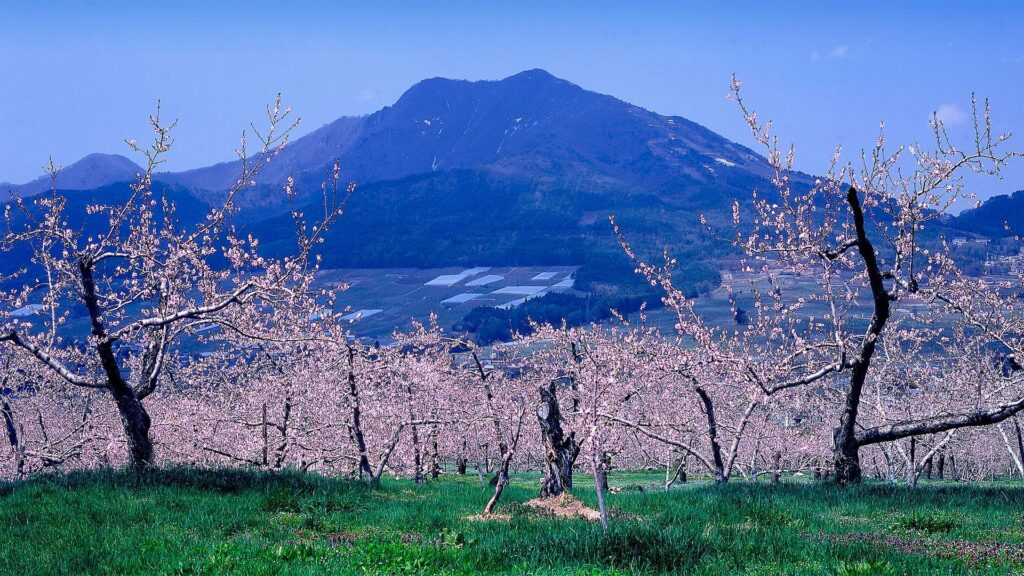 高井富士